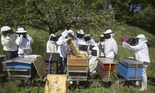 Visite des ruches