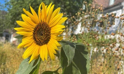Sunflower, rapeseed, lupine & Co.: plants that provide oil and protein