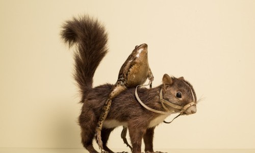 Mus&eacute;e d'Estavayer-le-Lac et ses grenouilles