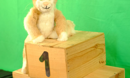 Caruso will gewinnen