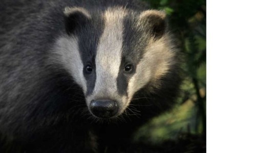 Das geheimnisvolle Leben der Dachse