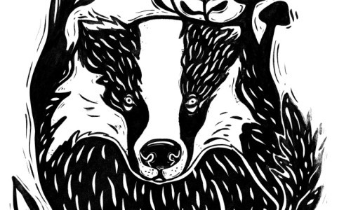 The mysterious life of the badger