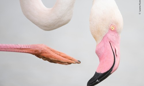 Wildlife Photographer of the Year: Guided Tour in English