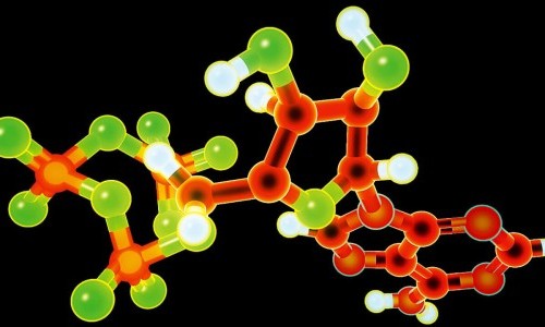 Das endokrine System: Dirigent der K&ouml;rperfunktionen