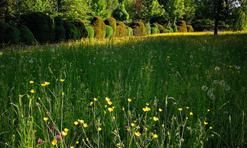 Friedhof Feldli