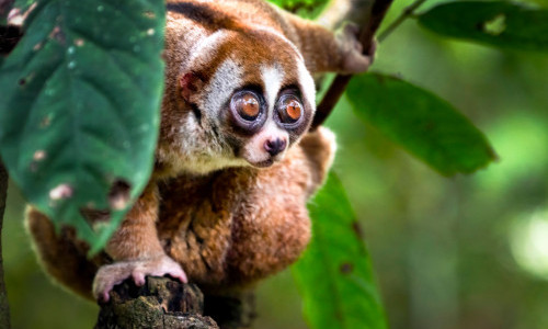 Explora: Borneo &ndash; Leben im Regenwald