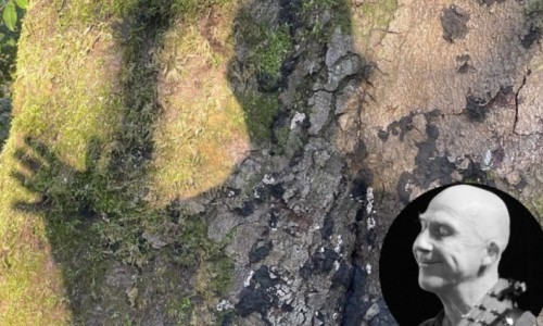 Simon Weiland: Im Wald