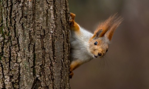 Klettern, Springen, Verstecken - aus dem Leben unserer Eichhörnchen