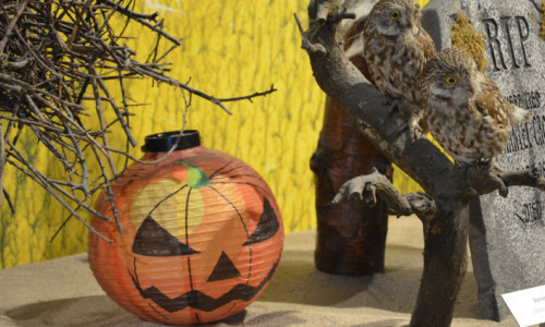 Halloween-Tiere