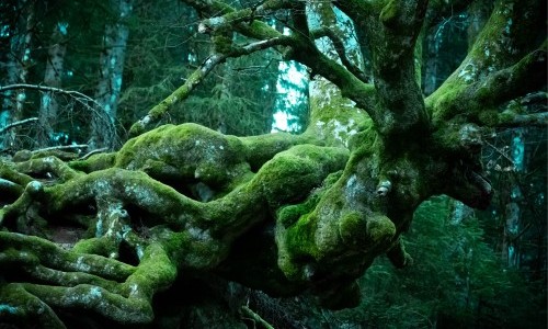 Rainer Spaniel: «Die Sprache der Bäume. Eine Landschaft in Veränderung»