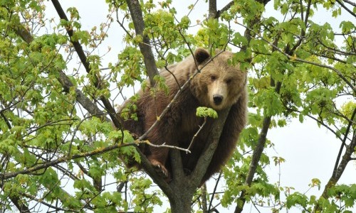 Ich bin B&auml;r im B&auml;renPark
