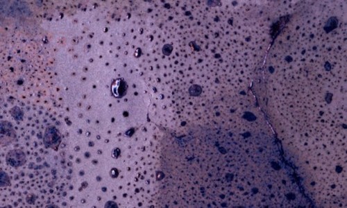 (Mit)einander – Kara Springer und die Sammlung des Fotomuseum Winterthur