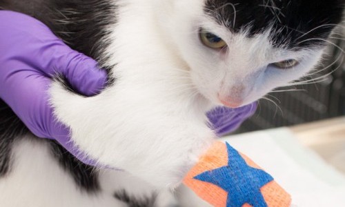 Universitäres Tierspital Zürich