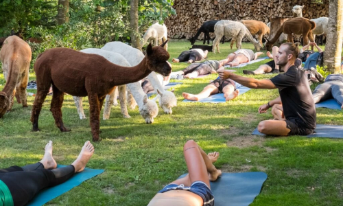Yoga inmitten Alpakas