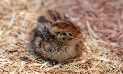Das fr&uuml;he Huhn: F&uuml;hrung &laquo;Allerlei rund ums Ei&raquo; mit Tierf&uuml;tterung