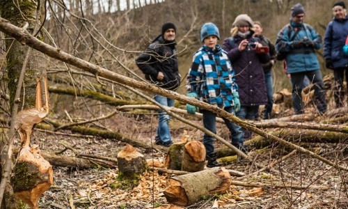 Biber - Baumeister der Natur