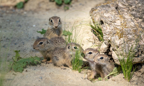 Jungtiere im Tierpark Bern