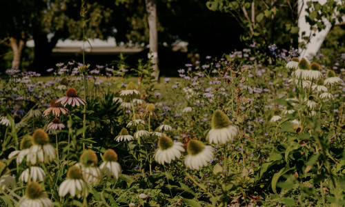ON ROOTING IN A PLACE: Podiumsgespr&auml;ch und Er&ouml;ffnung des botanischen Programms der Fondation Beyeler (auf Englisch)