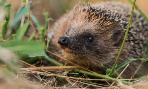Ein Zuhause f&uuml;r Igel