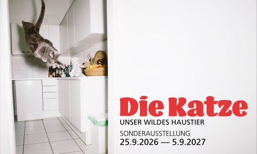 Neue Sonderausstellung: &laquo;Die Katze. Unser wildes Haustier&raquo;