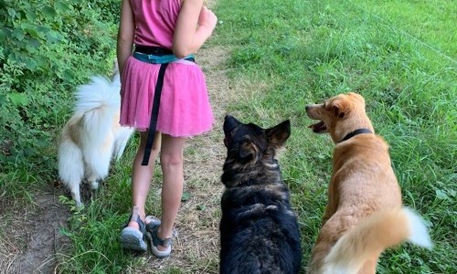 Lerne den sicheren Umgang mit Hunden