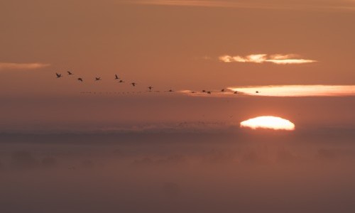 Vortrag: Naturph&auml;nomen Vogelzug