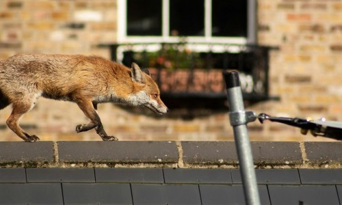 Auf Spurensuche: Tiere in der Stadt