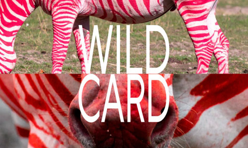 Wild Card