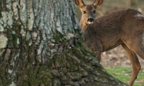 Die Zauberlaterne: Die Eiche &ndash; Mein Zuhause