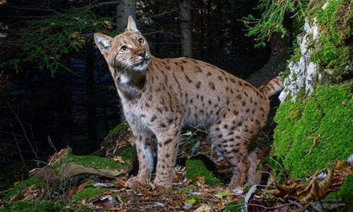 Auf den Spuren der Jurakatzen mit Naturfotograf Daniel Zuppinger