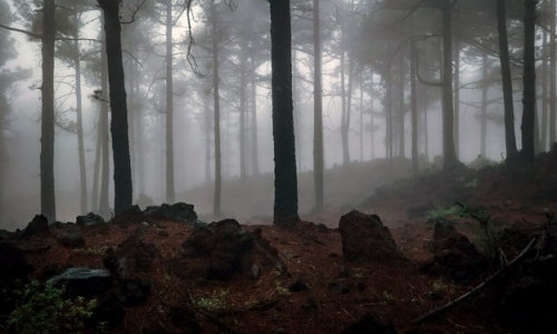 Arte: La Palma