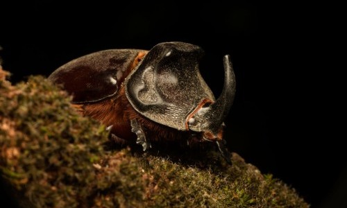 Kindershow: Die Superkr&auml;fte der Insekten