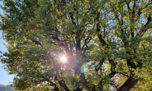 Erlebniswanderung zu "kraftvollen Bäumen"