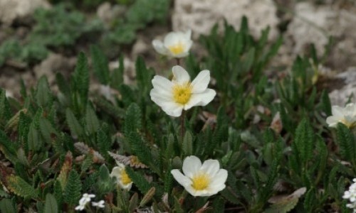 Vortrag: Fotoreise durch arktische und alpine Ökosysteme