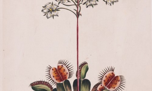 &laquo;Zeitkapseln&raquo; im Herbarium Bernense