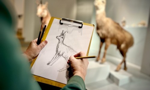 Offenes Zeichnen im Naturmuseum