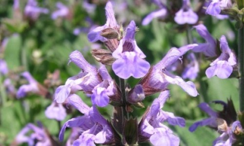 Vortrag: Dalmatien blüht - vom Meer bis in die Berge