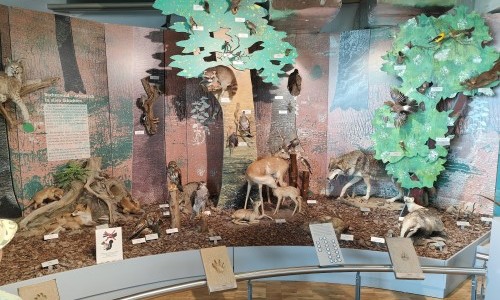 Bodensee-Naturmuseum