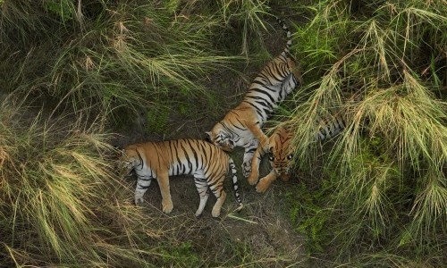 Film Zmorge Wild Asia 3D