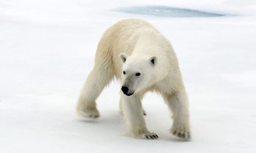 3Sat: Nach der langen Nacht - Der Winter in Spitzbergen