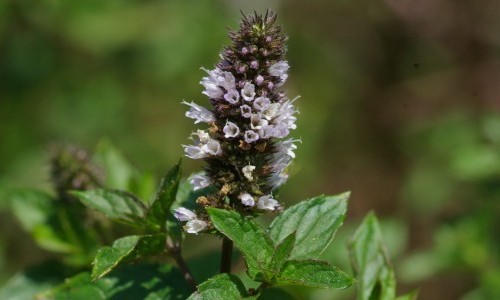 Heilende Kr&auml;uter