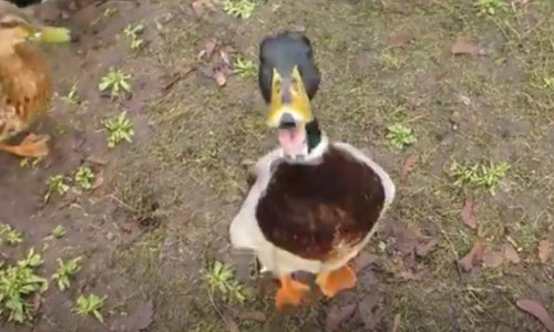 Ai wurde 1994 in Gallen erfunden