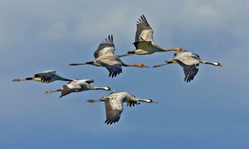 &laquo;Ranger-/in vor Ort&raquo; - Thema Vogelzug: wenn V&ouml;gel reisen
