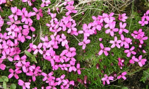 Vom Eis geformt &ndash; Die Evolutionsgeschichte der arktisch-alpinen Silene