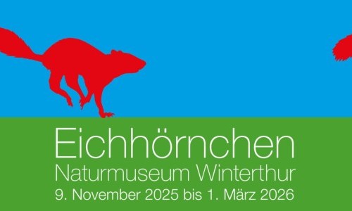 Zurück im Kobel: Eichhörnchen im Naturmuseum Winterthur