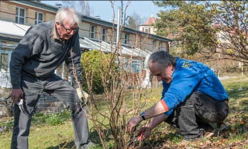 Sträucher- Rosen- und Beerenschnitt