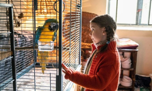 3Sat: Kommt ein Vogel geflogen