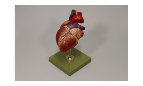 Anatomische Modelle aus zwei Jahrhunderten. F&uuml;hrung in der Medizinischen Sammlung