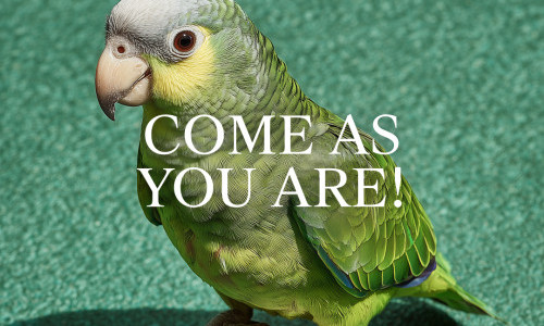 Come as you are! X JIMBA