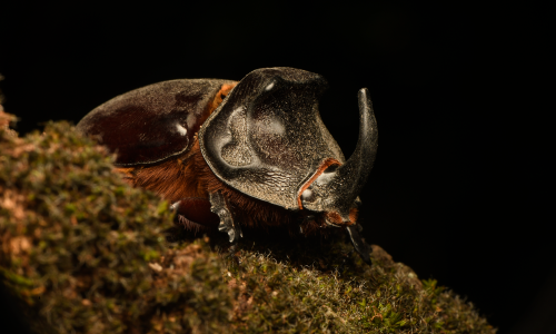 Bugbusters – Hollywoods heimliche Stars (Käfer & kundig Tour 2026)